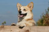 CORGI PEMBROKE 1092